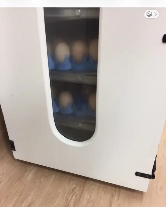 Archival chick-embryo incubator; separate work from the zebrafish ATVB research