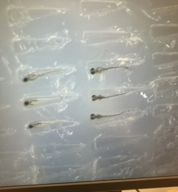 Six whole zebrafish larvae visible under magnification, not histological tissue sections