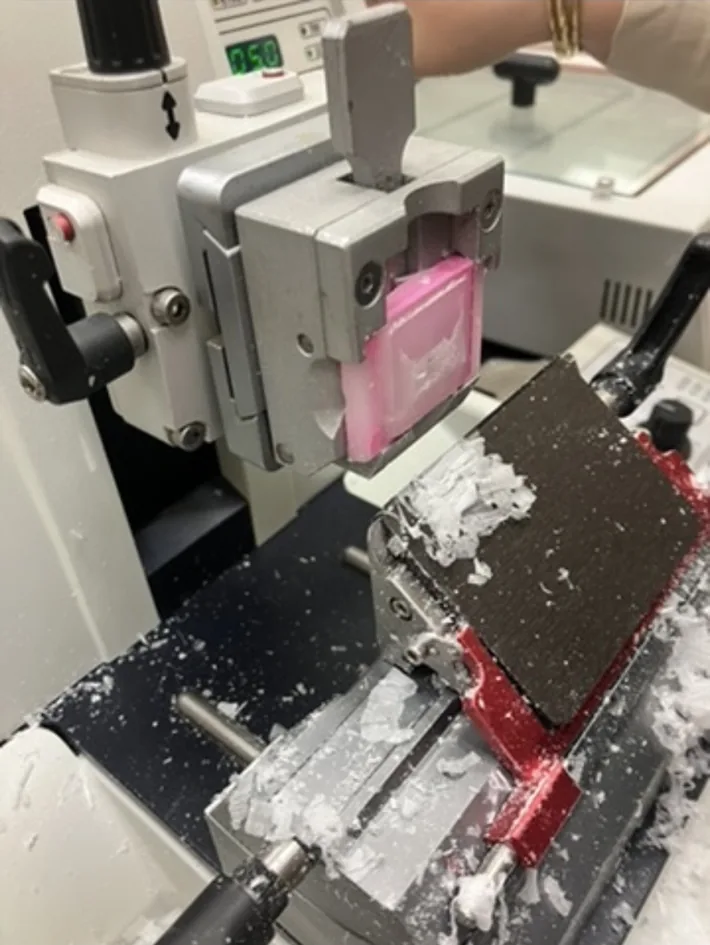 Archival image from the unsuccessful zebrafish histology and paraffin sectioning attempt