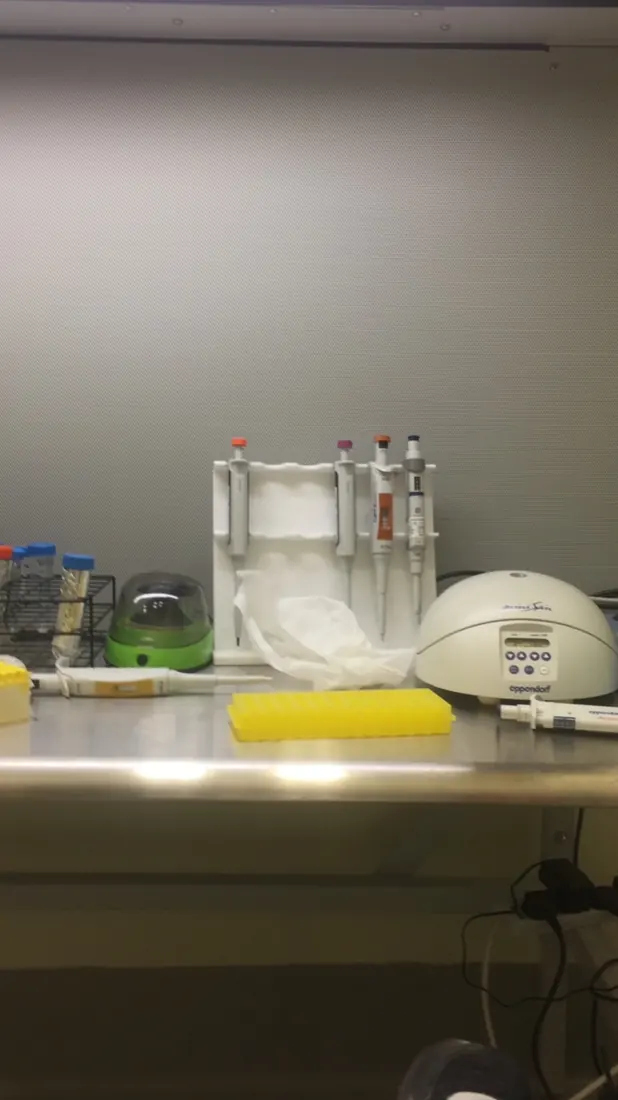 Cell-culture hood workspace with micropipettes, sample racks and an Eppendorf benchtop centrifuge