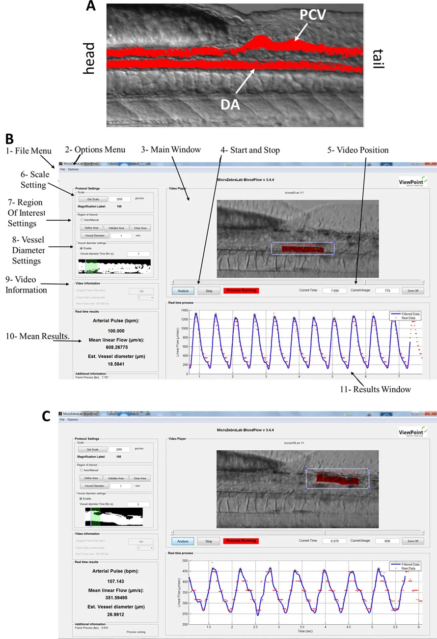 Research illustration related to original zebrafish vascular-development work