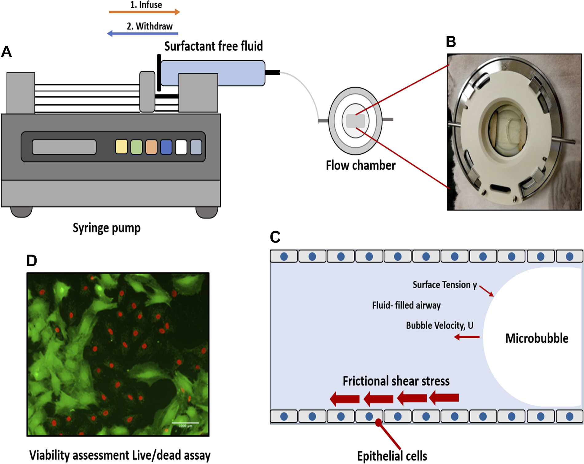 Published research figure: Flow chamber and epithelial injury