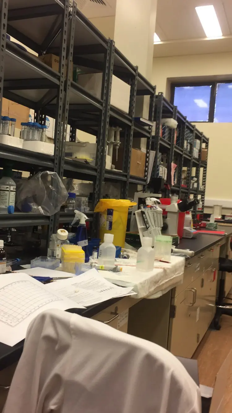 Micropipettes and samples on a molecular biology bench
