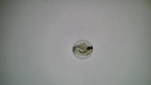 Original bright-field microscopy showing a zebrafish embryo within its chorion