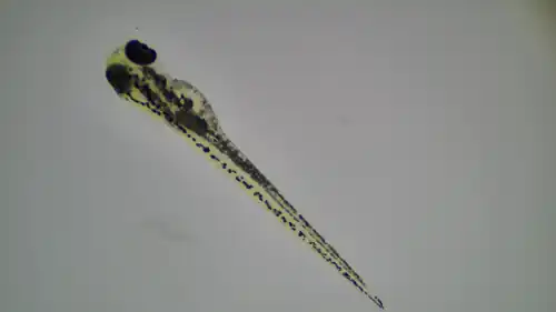 Original bright-field microscopy of a hatched zebrafish larva with a visible elongated body and pigmented tissues